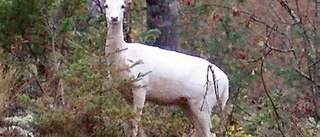 Ett vitt majestätiskt sagoväsen