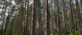 Bevara kyrkans skog i Hälleforsnäs!