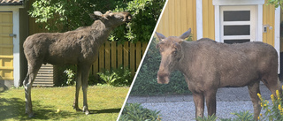 Vill att älgen flyttar från söder – innan något otäckt händer