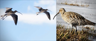 Storspoven hotad – så ska arten räddas