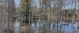 Hotet mot skogen – klimatförändringarna är inte slutet 