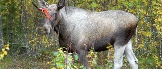 Arjeplogs-Hälge överlevde första jaktdagen