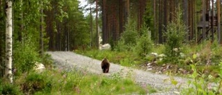 Nu ska björnarna jagas som aldrig förr