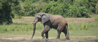 Forskare dödad av elefant