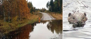 Trafikverkets kamp mot bävrarna