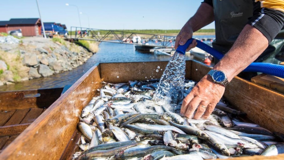 Det småskaliga och kustnära fisket löper risk att försvinna i takt med att strömmingsbeståndet minskar. I förlängningen hotas även surströmmingstraditionen.