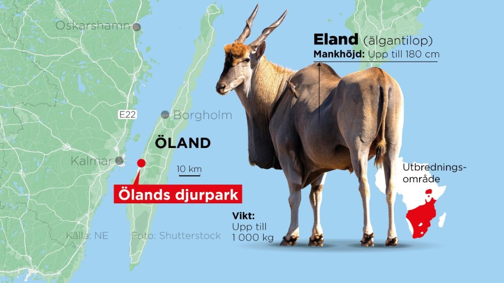 En anställd på Ölands djurpark stångades ihjäl av en elandantilop.