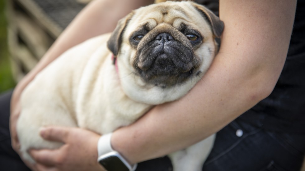 Vilka är de vanligaste hundnamnen i Västervik?