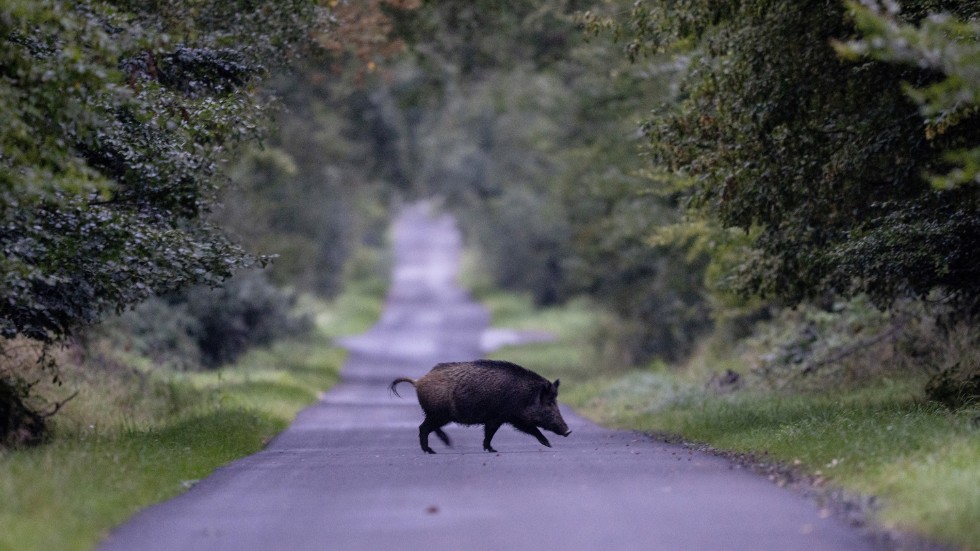 Antalet frilevande vildsvin är nu cirka 300 000. Antalet trafikolyckor med vildsvin ökade från 753 år 2003 till 6938 år 2019. Vildsvinen förorsakar skördeskador för mer än en miljard kronor per år, skriver Tore Jansson.