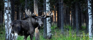 Älg attackerade jägare