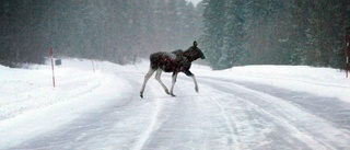 Älg eftersöks efter olycka