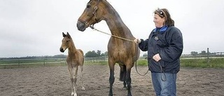 Moderlös lillhingst fick fostermamma