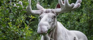 Uppsalaforskare ska lösa sagoälgens gåta