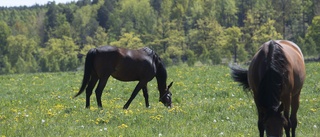 Bättring krävs av djurägare i Söderköpings kommun 