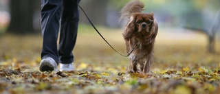 Polisen: Hundplågare måste tas på bar gärning