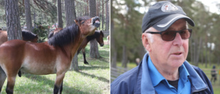 Klart med årets hingst på Lojsta hed