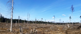 Norrbotten når inte miljömålet levande skogar