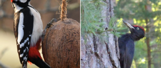 Hackspett hackar hål i husen • Varken fågelskrämmor, Tabasco eller folie hjälper • Vill få tillstånd att skjuta fågeln