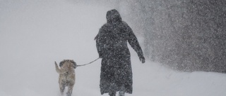 Hund fick i sig narkotika på promenad – dog