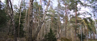 Vi värnar den orörda naturskogen i Flogsta