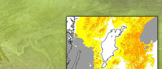 ALGRAPPORTEN: Gul varning för algblomning i midsommar