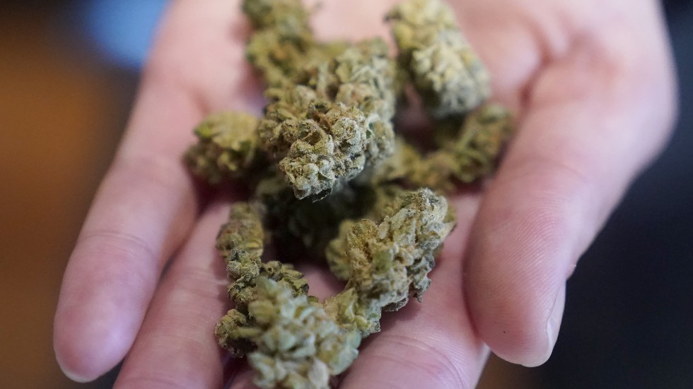 Bruket av cannabis i Sverige kan vara betydligt högre än tidigare uppskattningar, enligt en ny studie. Arkivbild.