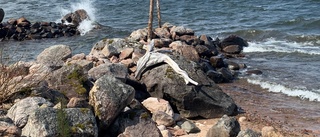 Läsarbilden: Hela havet stormar