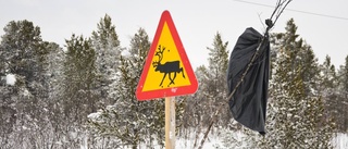 Flera djur påkörda under natten