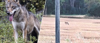 Skymtade varg från köksfönstret – fick djuret på film: "Nästa gång kanske man ser en björn"