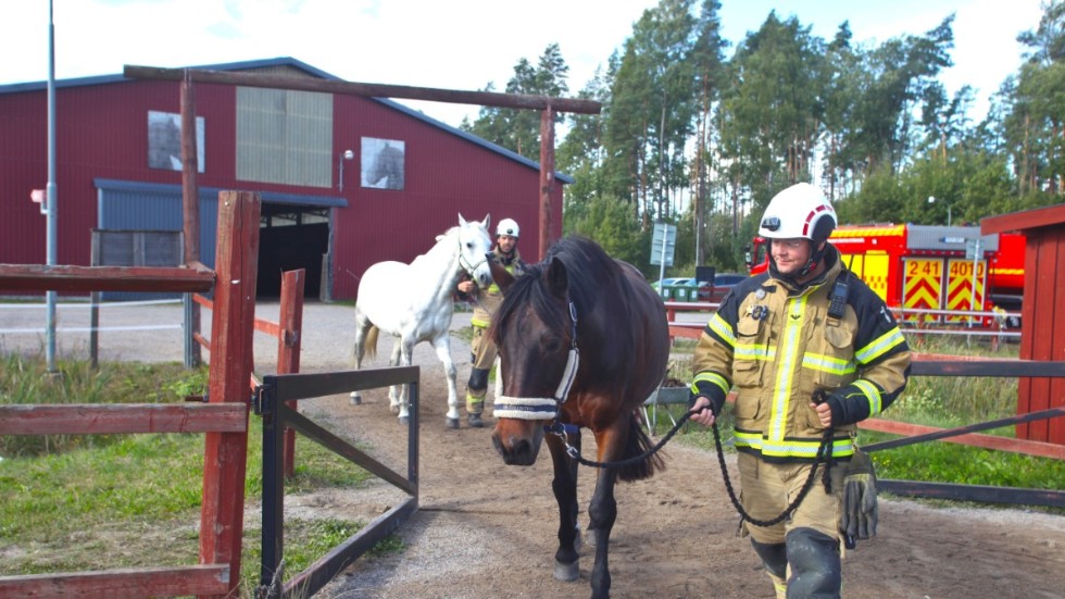 Brandmännen blev ombedda att hålla lite avstånd mellan varje häst, då risken finns att de blir lite sura på varandra och börjar sparkas.