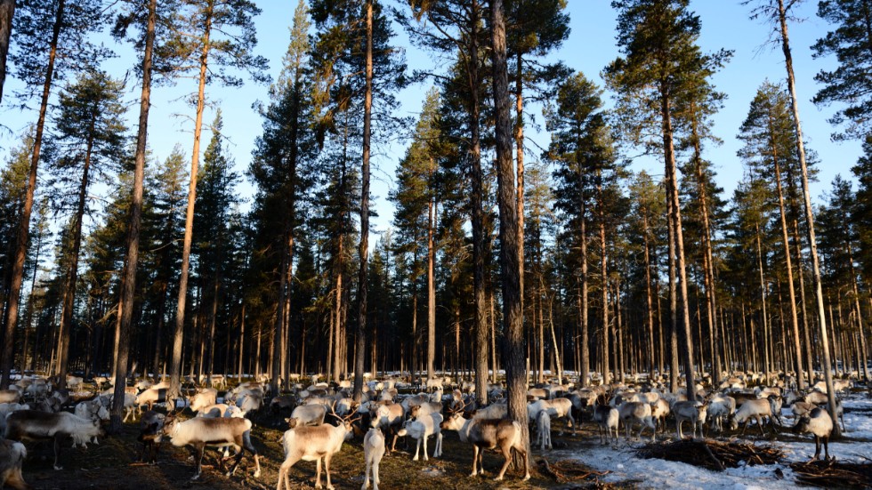 Brå ska bland annat undersöka om brotten mot renar i tillräckligt stor utsträckning markeras som hatbrott i polisutredningar. Arkivbild.