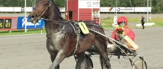 Berghvinnare i Skellefteåtravet