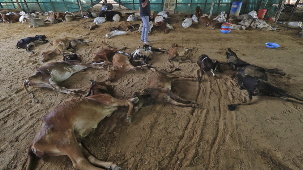 Kor som dött i Jaipur i den indiska delstaten Rajasthan. Bild från 21 september.