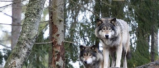 Nu har Kolmårdens vargar fått somna in