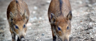 Vildsvin har kommit till Västerbotten