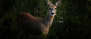 Jägare avlivade rådjur efter misstänkt smitning