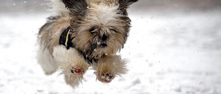 Ordna hundsläpp även i Skellefteå