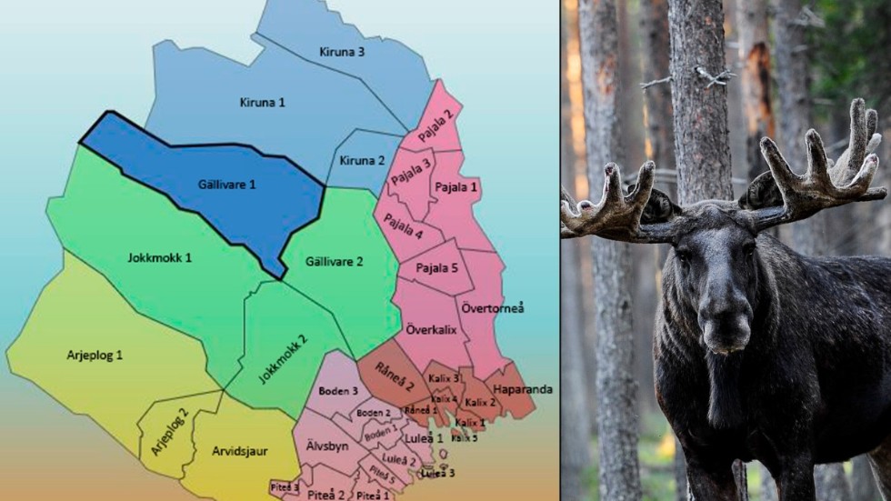 Här är de 38 olika delområdena som utgör de sex älgförvaltningsområdena i Norrbottens län.