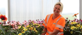 Här odlas tusentals växter till länets gator och torg – "Blommor gör folk glada"