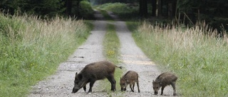 Vildsvinen bökar upp enorma summor