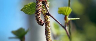 Mild vinter har gjort att pollen redan finns i luften