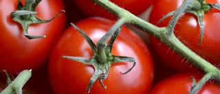 Ingen tomatodling för Oxelösund