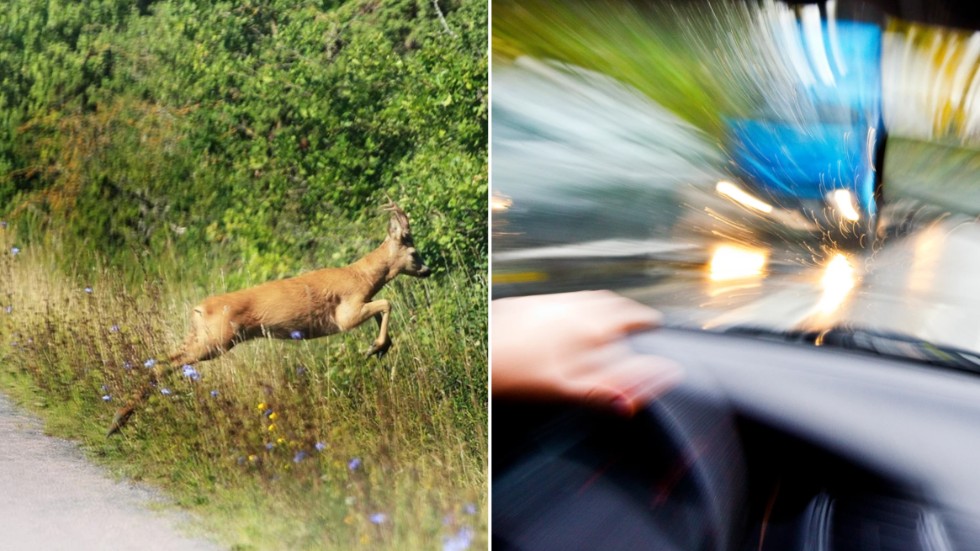 Fem rådjursolyckor skedde med kort tids mellanrum på öns vägar under onsdagskvällen.