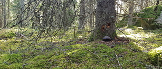 Utdragen insats runt branden – "trädet står kvar"