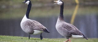 Kommunens nya grepp i kampen mot kanadagässen