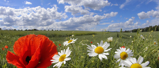 Nu ska det blomma runt vägarna i Norr- och Västerbotten: " Uppmärksammar den biologiska mångfalden"