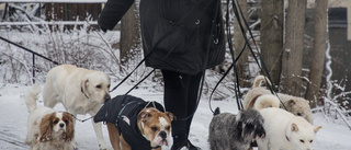 Hundpensionat går på knäna under pandemin