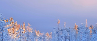 Sven Hellröns bild från myren i Matkakoski