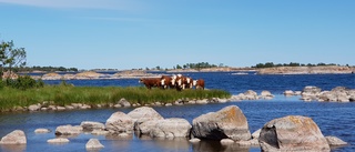 Flera nya satsningar på skärgårdsområde