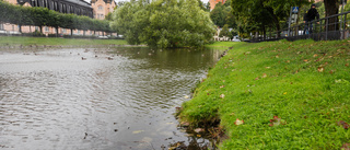 Svandammen behöver svanar       